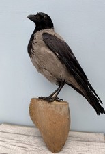 Taxidermy Black Grey Sottish