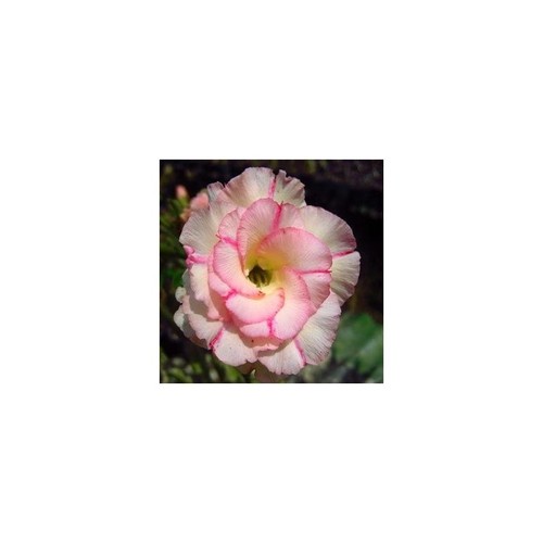 Mixed germinated desert rose - mixed,