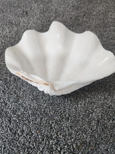 Genuine natural giant clam - giant,