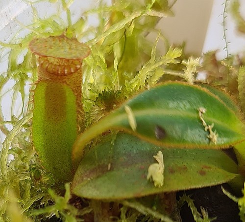 Nepenthes edwardsiana - ,