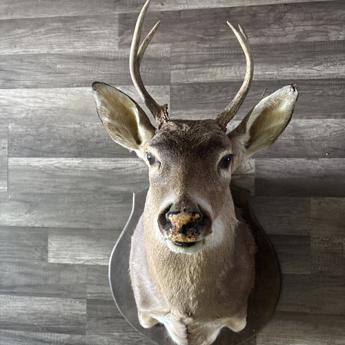Point white tail deer mount - white,