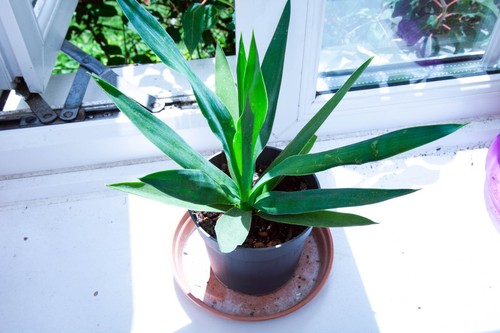Yucca gigantea spineless young - gigantea,