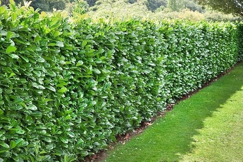 X10 cherry laurel - [x10], |