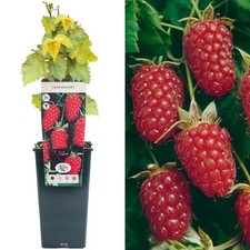 Loganberry - Rubus Hybrid | Delicious Berry Fruit Plant Bush | 30-50 cm Potted