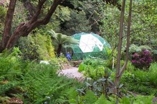 Photo 6x4 Fernery in the