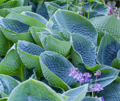 Hosta big daddy plantain lily - hosta,