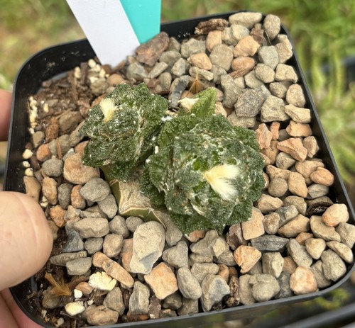 Ariocarpus hintonii grafted - ariocarpus, 4