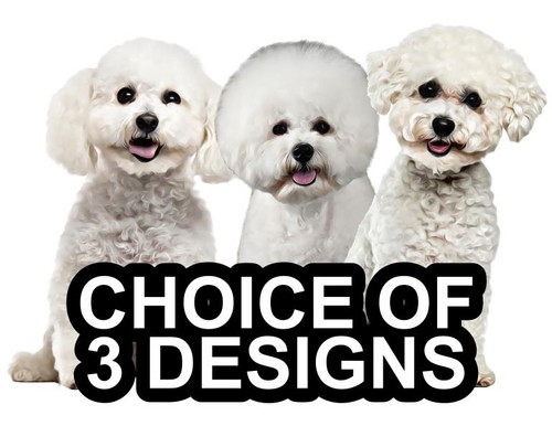 Bichon frise self - frise,