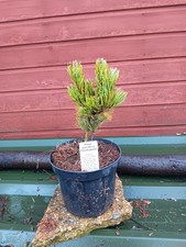 Pinus parviflora Shizukagoten - grafted  in 3L pot bonsai subject