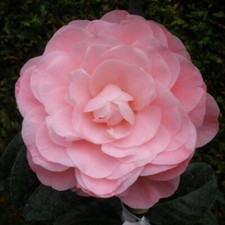 Camellia Nuccio's Cameo 5 litre Pink/Coral Double Flowers