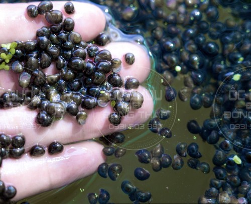 Mystery snails asian ringed - mystery,