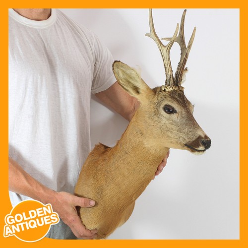 Real roe deer head antlers - roe-deer,
