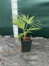 Trachycarpus var. nainital   X