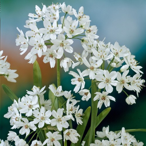 100 allium cowanii - 1-100,