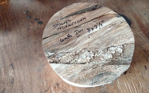 Spalted turkey oak - oak, bowl