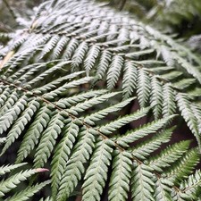 Dicksonia antarctica (Soft