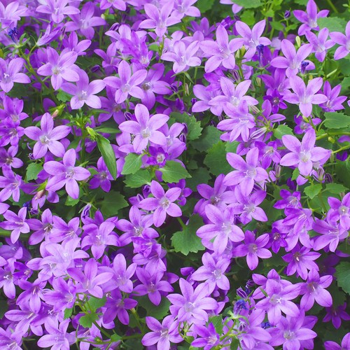 Campanula portenschlagiana - campanula,