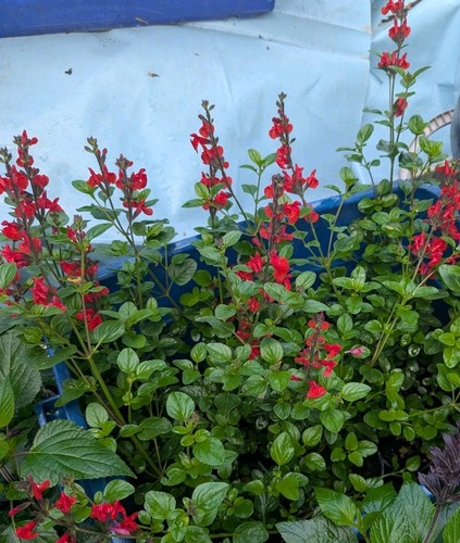 Red salvia royal bumble - red, bumble'