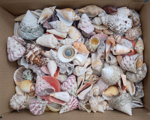8kg mixed sizes species - mixed,