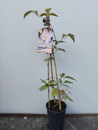 Clematis montana mayleen - clematis, 1l