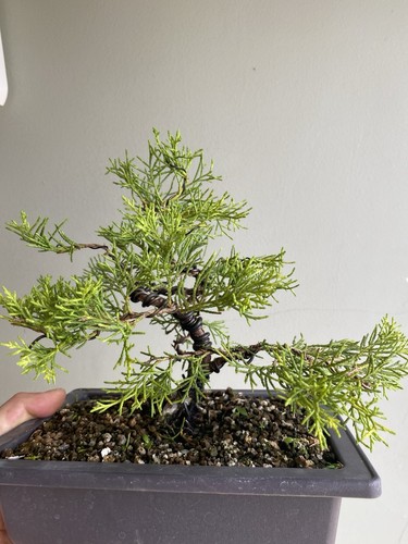 Juniper cabury old - cabury,