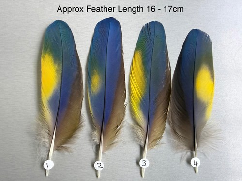 Parrot macaw feather crafts - parrot,