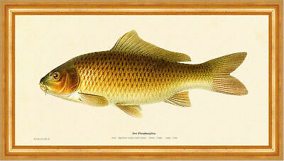 The river carp cyprinus - the,