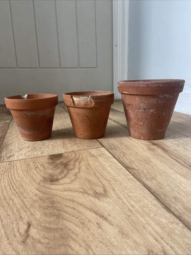 Vintage terracotta plant - 3x,