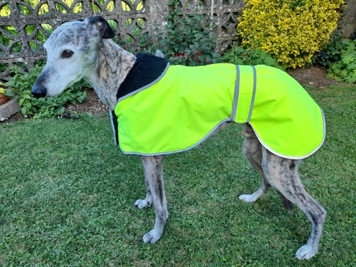 Factory second greyhound - second,