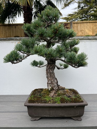 Japanese outdoor needle - 5,
