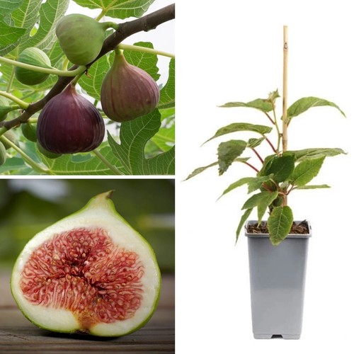 Large fig tree - 'brown, turkey'