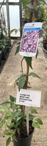 Clematis montana broughton - clematis,