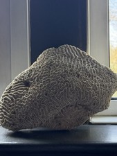 Very large old - large, brain