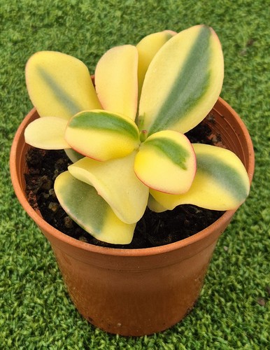 Crassula ovata alba - -, very