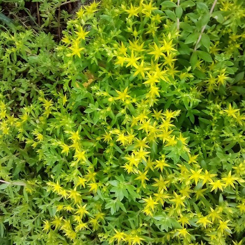 Cuttings gold moss - cuttings,
