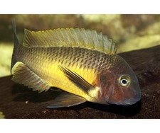 🌈 Tropheus linangu