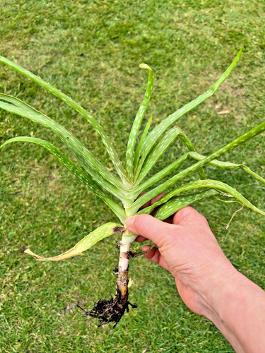 Aloe vera house - x,