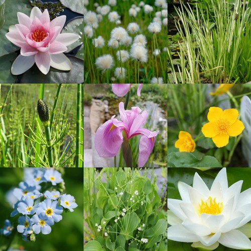 Pond plant mixed selection - selection, in