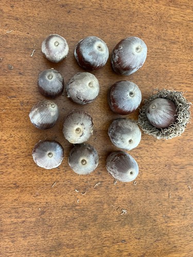 Fresh burr oak - oak, acorns