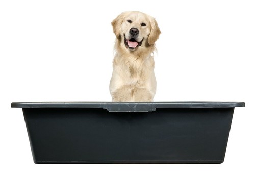 Dog cat pet washing - washing, bathtub