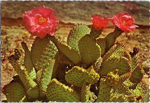 Magenta beaver tail cactus - beaver,