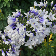 Agapanthus Twister African Blue Lily Outdoor Herbaceous Garden Plant in Pot