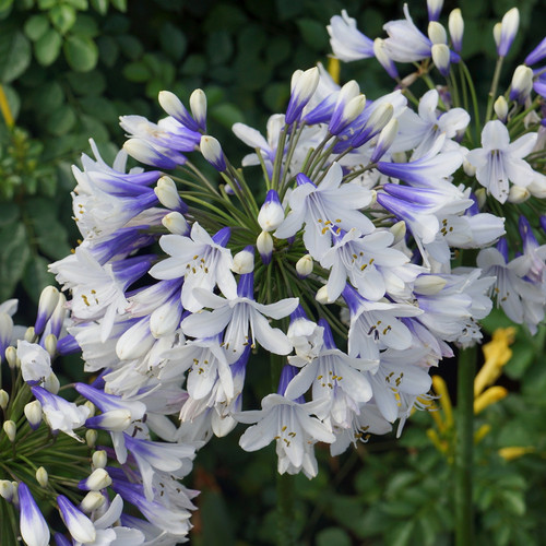 Agapanthus twister african - agapanthus,