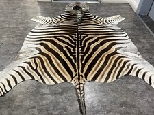 Genuine Large Equus Burchell