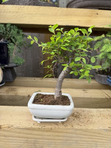 Ficus bonsai tree - ficus,