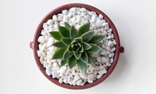 Decorative Stones. Pebbles & Chippings. Marble, Pot Topper, Succulents, Garden
