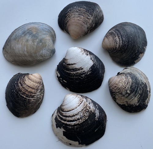 Hard clam shells - x,