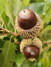 QUERCUS LIBANI, Lebanon Oak, rare hardy ornamental tree, autumn colours, 15-20cm