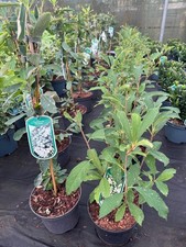 2 Mixed Large Exochorda Pearl