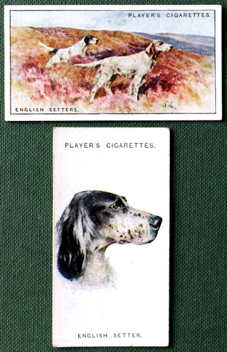 English setter vintage 1920s - vintage,
